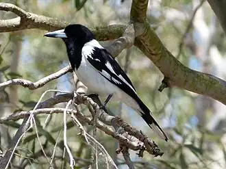 Cracticus nigrogularis