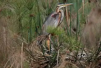 Рыжая цапля с выводком