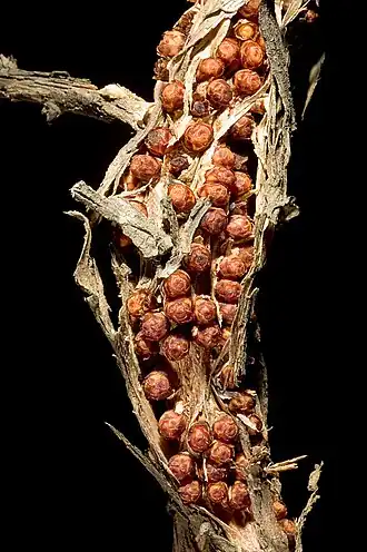 Pilostyles coccoidea