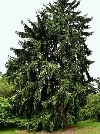 Габитус взрослого растения в садах Кью