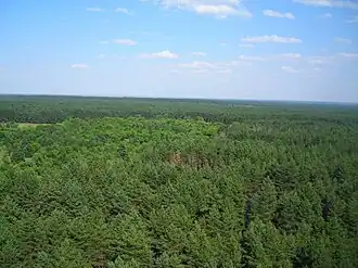 Сосновые насаждения на песках препятствуют дальнейшему опустыниванию