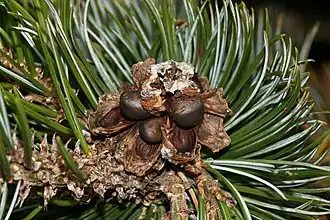 Шишка с семенами