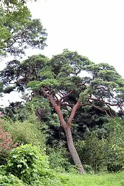 Южная Корея