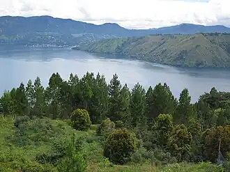 Сосновый лес, состоящий из Pinus merkusii, напротив озера Тоба, Индонезия