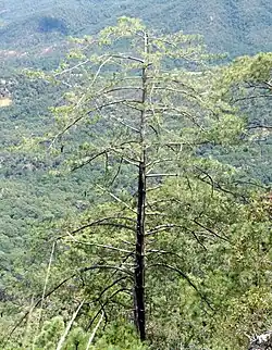 Общий вид в природе