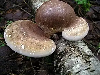 Трутовик берёзовый