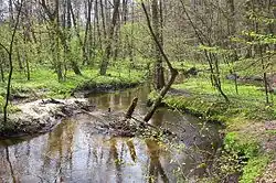 Пися-Гонголина выше Жирардува