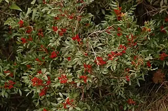 Цветки и листва мастикового дерева