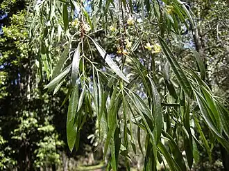 Pittosporum phillyreoides