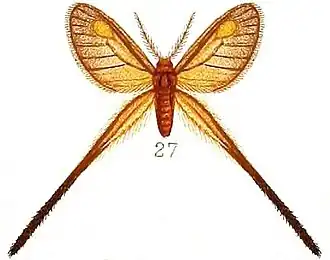 Himantopteridae