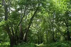 Прибрежная зона реки Цав