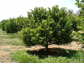 Общий вид дерева на плантации, Бразилия