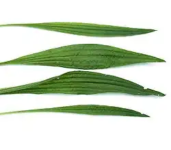 Продолговатый лист  подорожника ланцетолистного (Plantago lanceolata)