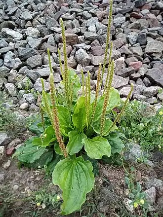 Подорожник большой (Plantago major)