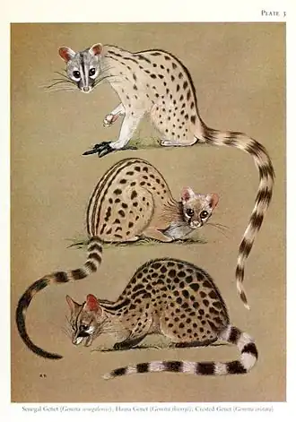 Genetta thierryiGenetta genettaGenetta cristata