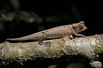 Brookesia stumpffi в Анкарана (Северный Мадагаскар)