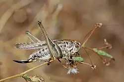 Сходный скачок (Platycleis affinis), самка