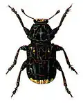 Platyrhinus resinosus (Scopoli 1763)