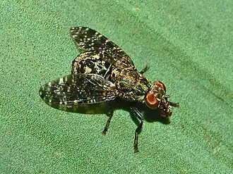 Platystomatidae, 1200 видов