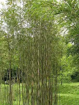 Многоветочник Симона