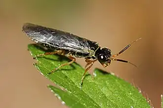 Плероневра Даля