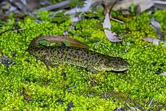 Ребристый тритон (Pleurodeles waltl) — типовой вид типового рода подсемейства Pleurodeles