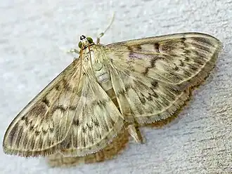Patania ruralis