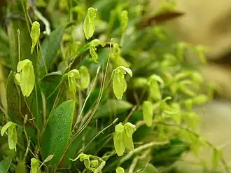 Pleurothallopsis nemorosa