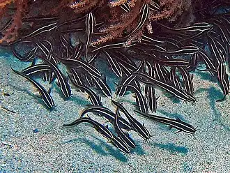 Полосатый угрехвост (Plotosus lineatus)