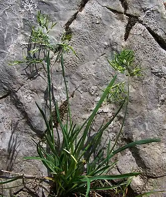 Общий вид растения