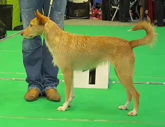 Португальский поденгу