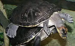 Аррау в аквариуме