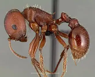 Pogonomyrmex barbatus