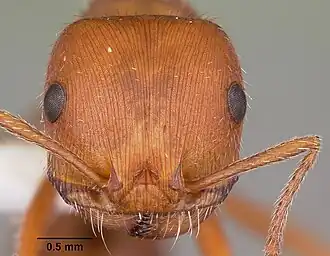 Pogonomyrmex