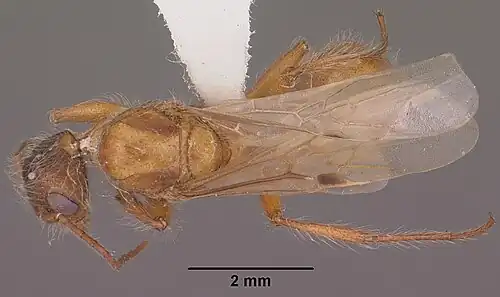 Самец: вид сверху