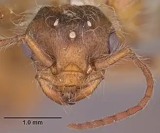 Голова самца