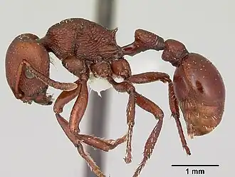Pogonomyrmex