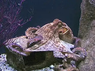 Обыкновенный осьминог (Octopus vulgaris)