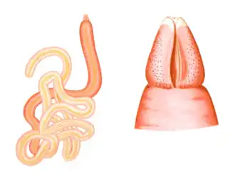 Рисунки Луи Жубена (1890):особь целиком и голова со спинной стороны