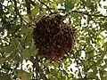 Гнездо бумажной осы