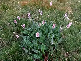 Общий вид растения