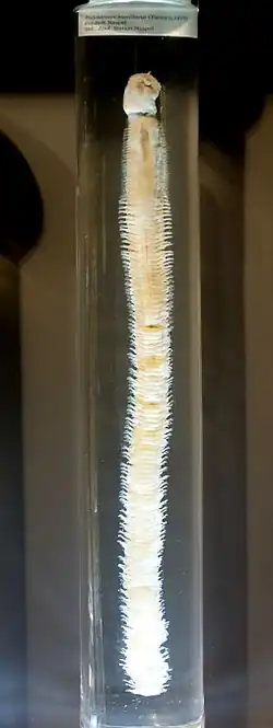 Polyodontes maxillosus