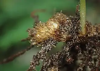 Верхушечная почка корневища покрыта чешуйками