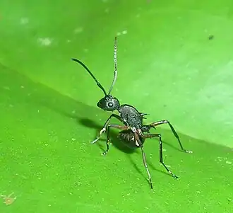 Рабочий Polyrhachis