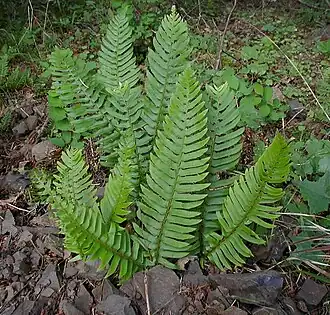 Общий вид вегетирующего растения в долине реки Колумбия