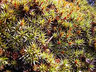 Политрихум волосоносный