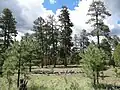 Лесной массив, главной лесообразующей породой которого является Pinus ponderosa, в районе «Лесные озёра» (англ.&nbsp;Forest Lakes) в штате Аризона