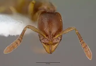 Голова рабочего муравья Ponera coarctata