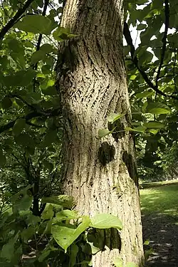 Кора на стволе