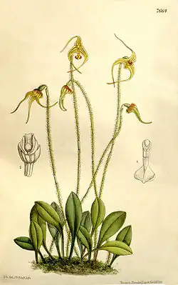 Porroglossum muscosum